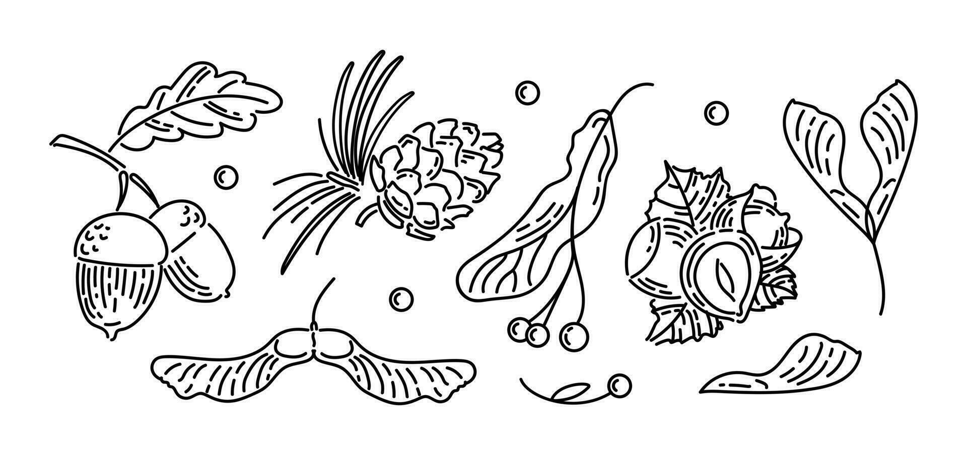 reeks van wijnoogst pictogrammen van herfst noten en zaden. eikels met bladeren, ceder ijshoorntje, linde zaden, hazelnoten, esdoorn- koraalduivel zaden. tekening stijl. voor stickers, web ontwerp, ansichtkaarten. vector
