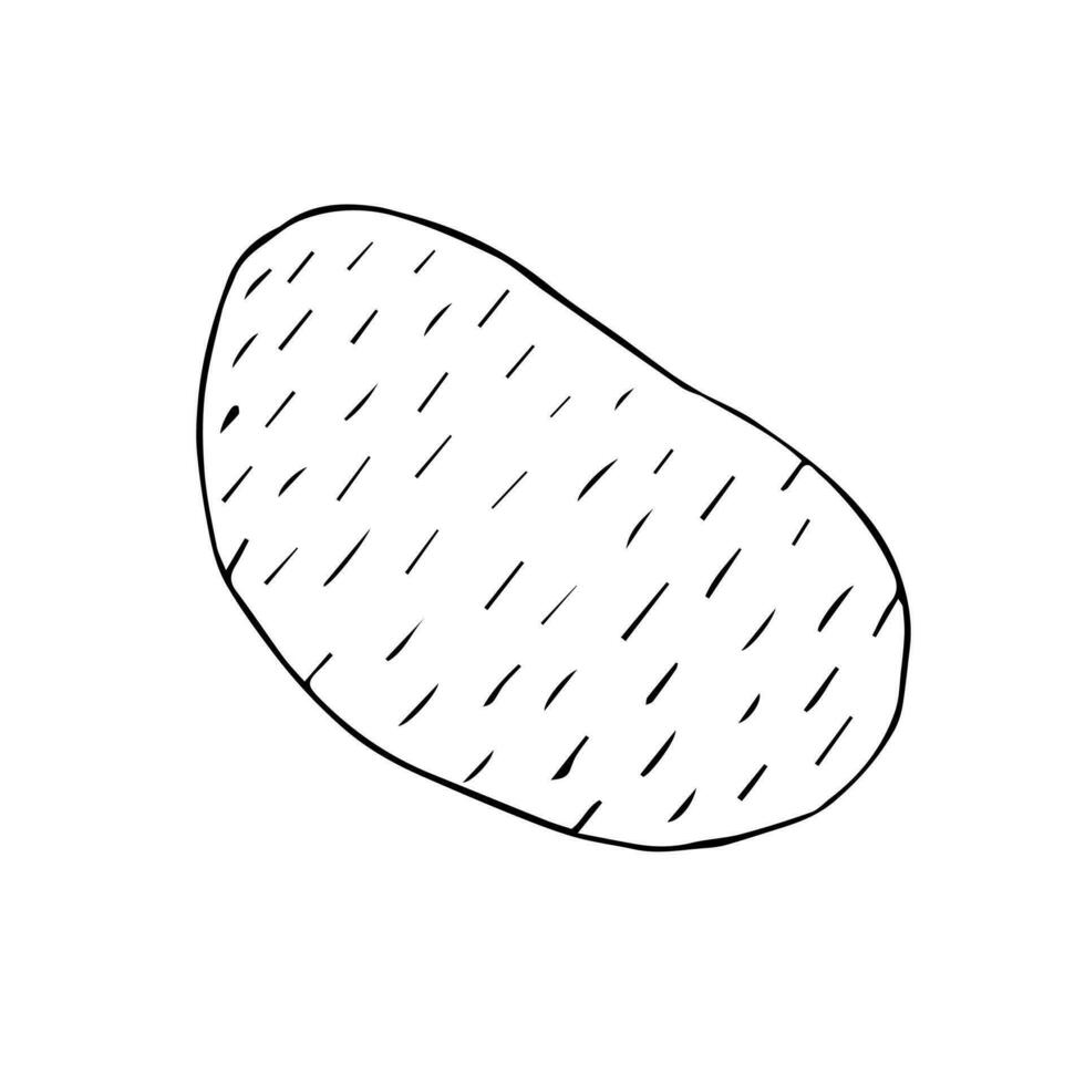 vector hand- getrokken schetsen aardappel
