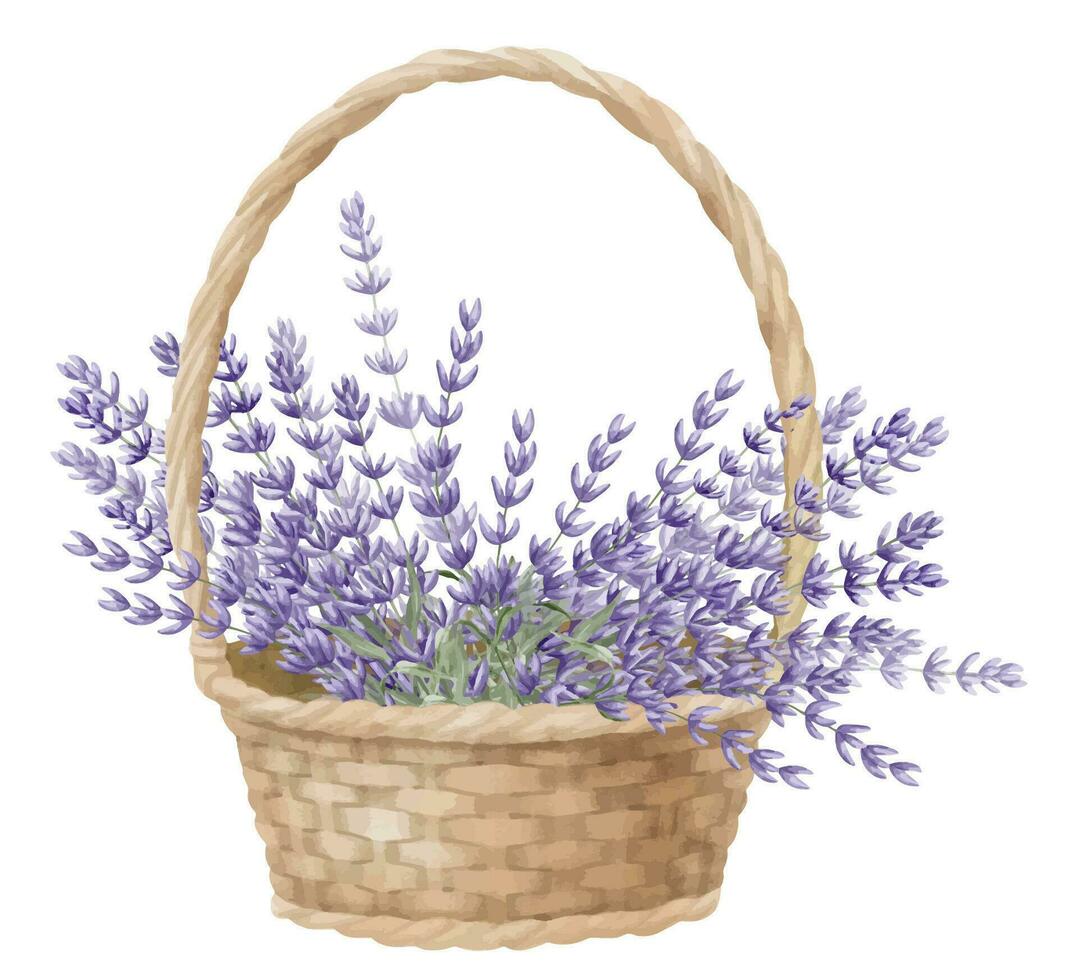 lavendel in een rieten mand. waterverf hand- getrokken illustratie met boeket van wild provincie bloemen Aan wit geïsoleerd achtergrond. bundel van lavandin voor bloemen groet kaarten of bruiloft uitnodigingen vector