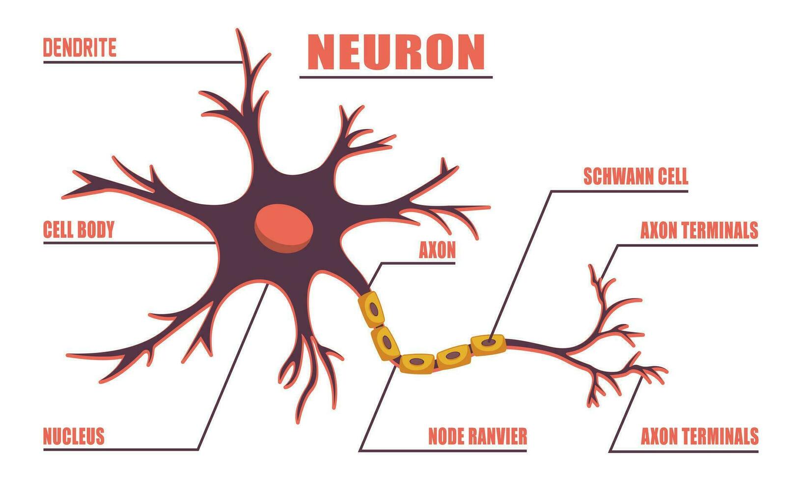 neuron anatomie van menselijk cel lijn kunst vector en illustratie ontwerp. neuron anatomie en menselijk cel lijn kunst ontwerp en creatief kinderen.