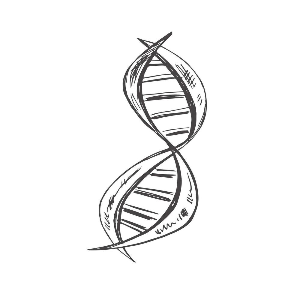 vector hand getekend school- illustratie. gedetailleerd retro stijl dna keten schetsen. wijnoogst schetsen element. terug naar school. de wetenschap.