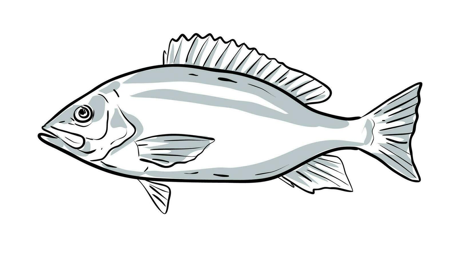 rood snapper drwaing vector