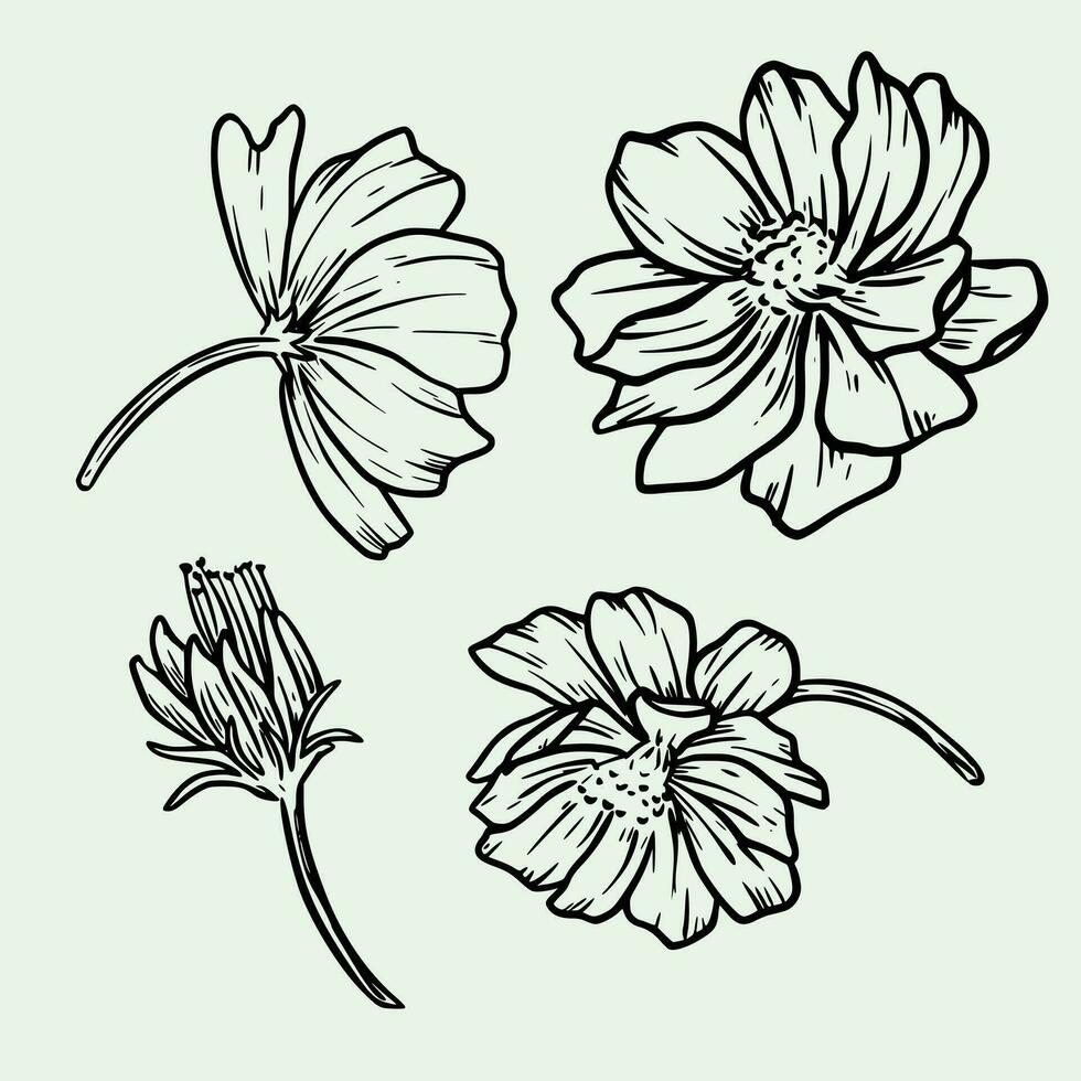 hand- getrokken kosmos bloemen met bladeren bloemen bruiloft uitnodiging kaart sjabloon ontwerp hand- getrokken kosmos helder licht bloem vector