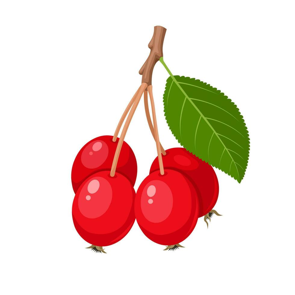 vector illustratie, crabapple of malus, geïsoleerd Aan wit achtergrond.