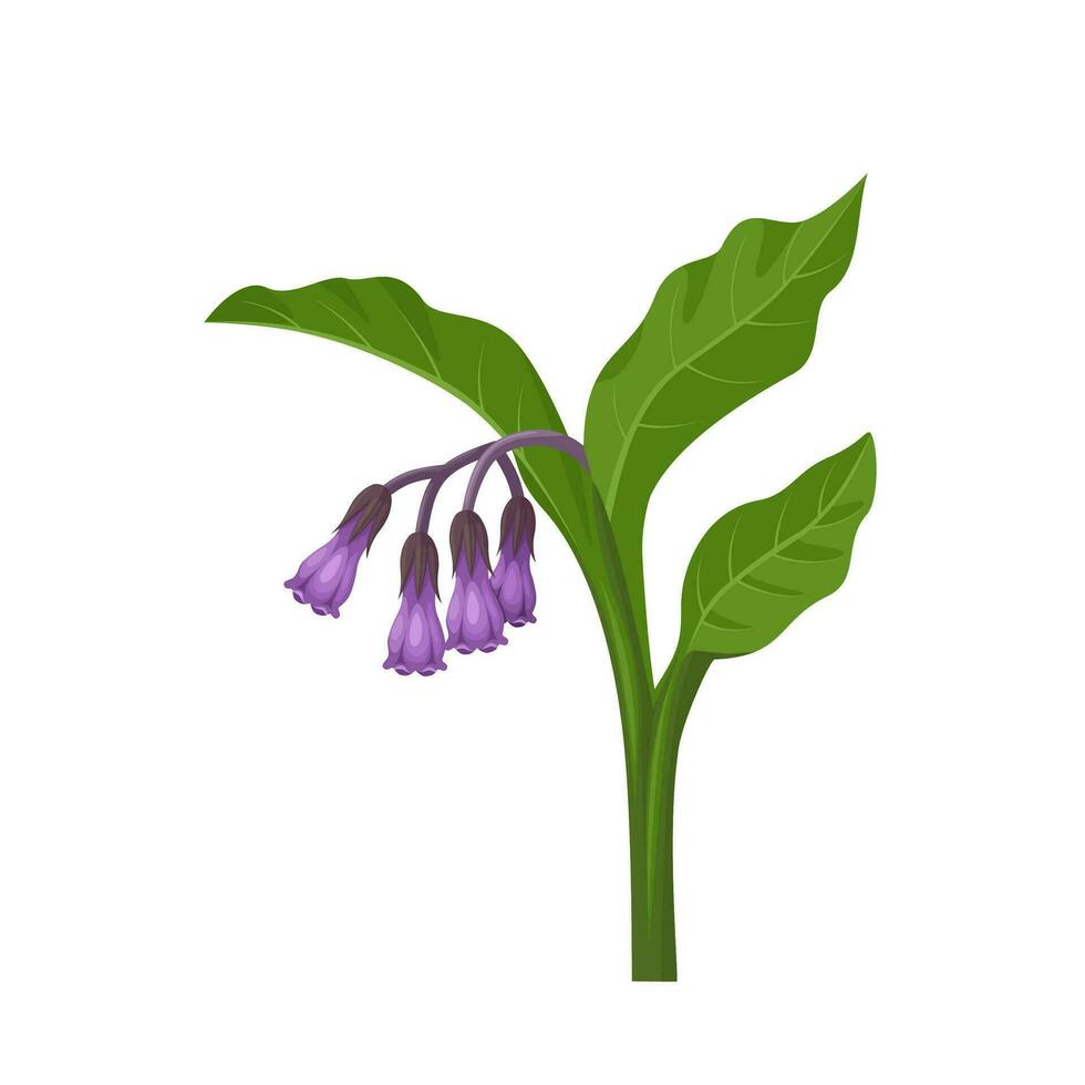 vector illustratie, smeerwortel of symphytum officinale, geïsoleerd Aan wit achtergrond.