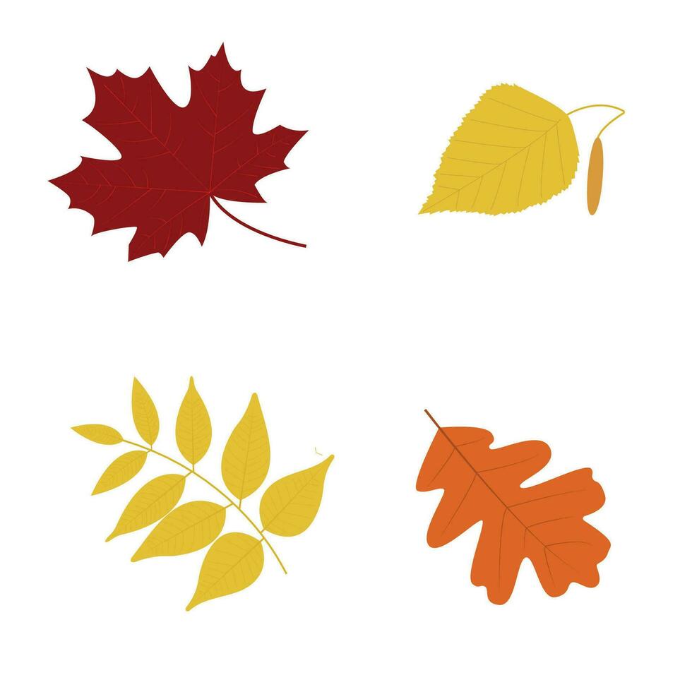 reeks van kleurrijk herfst bladeren esdoorn, berk, as, eik. vlak vector illustratie voor herfst ontwerp, decor, ansichtkaarten, posters en het drukken