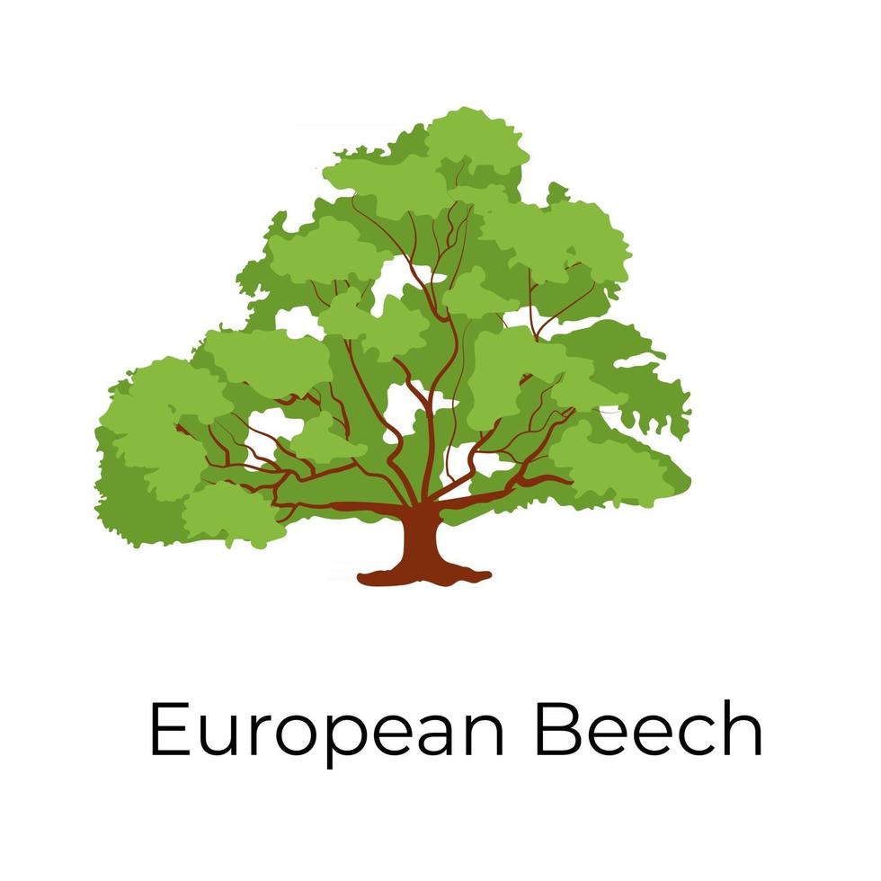 europese beukenboom vector