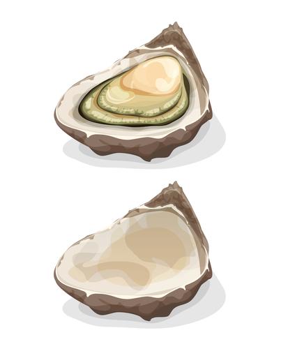 Oester schelp vector