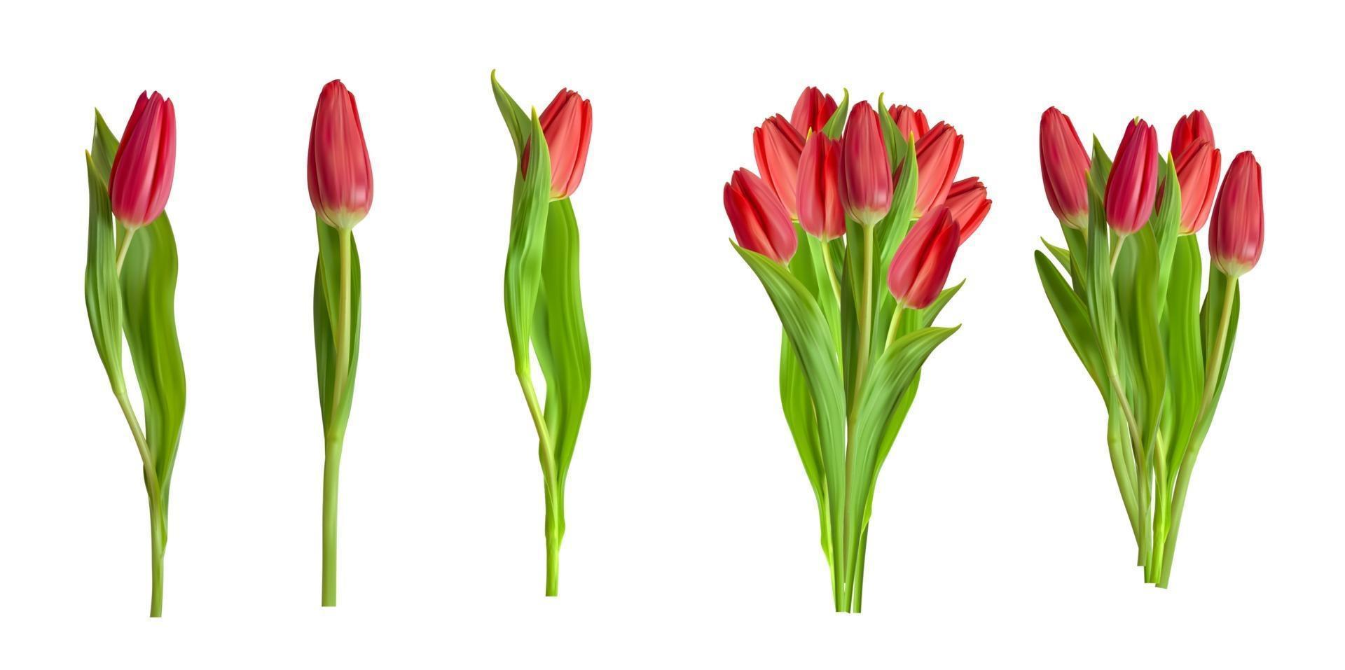 realistische rode tulpen collectie set bloem geïsoleerd op een witte achtergrond. vector illustratie