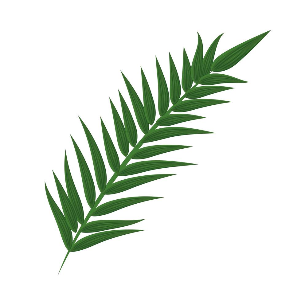 zomerbladpalm vector