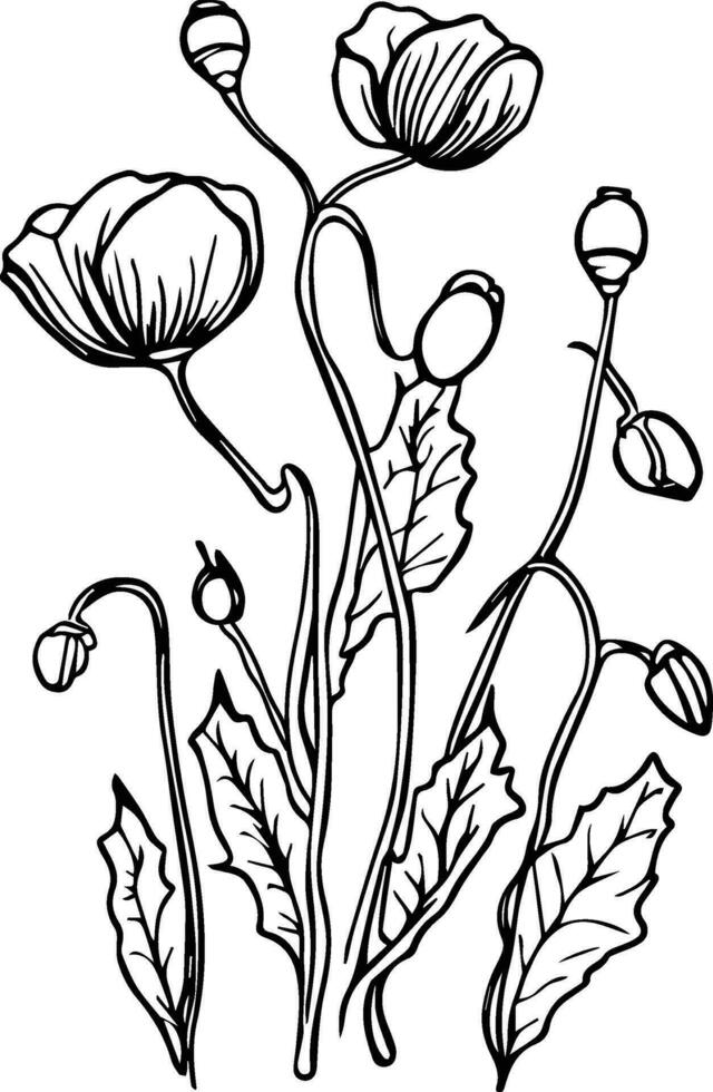 reeks van planten silhouetten. afbeeldingen van kamille, kosmos bloemen, lavendel, klaprozen, narcissen, tulpen, irissen, weide kruiden. gedetailleerd afbeeldingen geïsoleerd zwart Aan wit achtergrond. vector ontwerp elementen