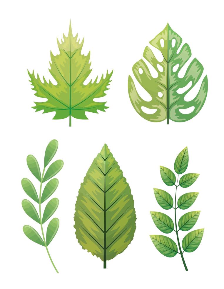 set van tropische bladeren naturals vector