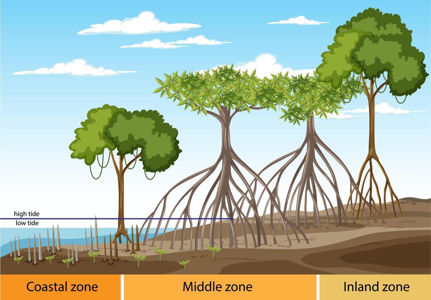 structuur van mangrovebos met drie zones diagram vector
