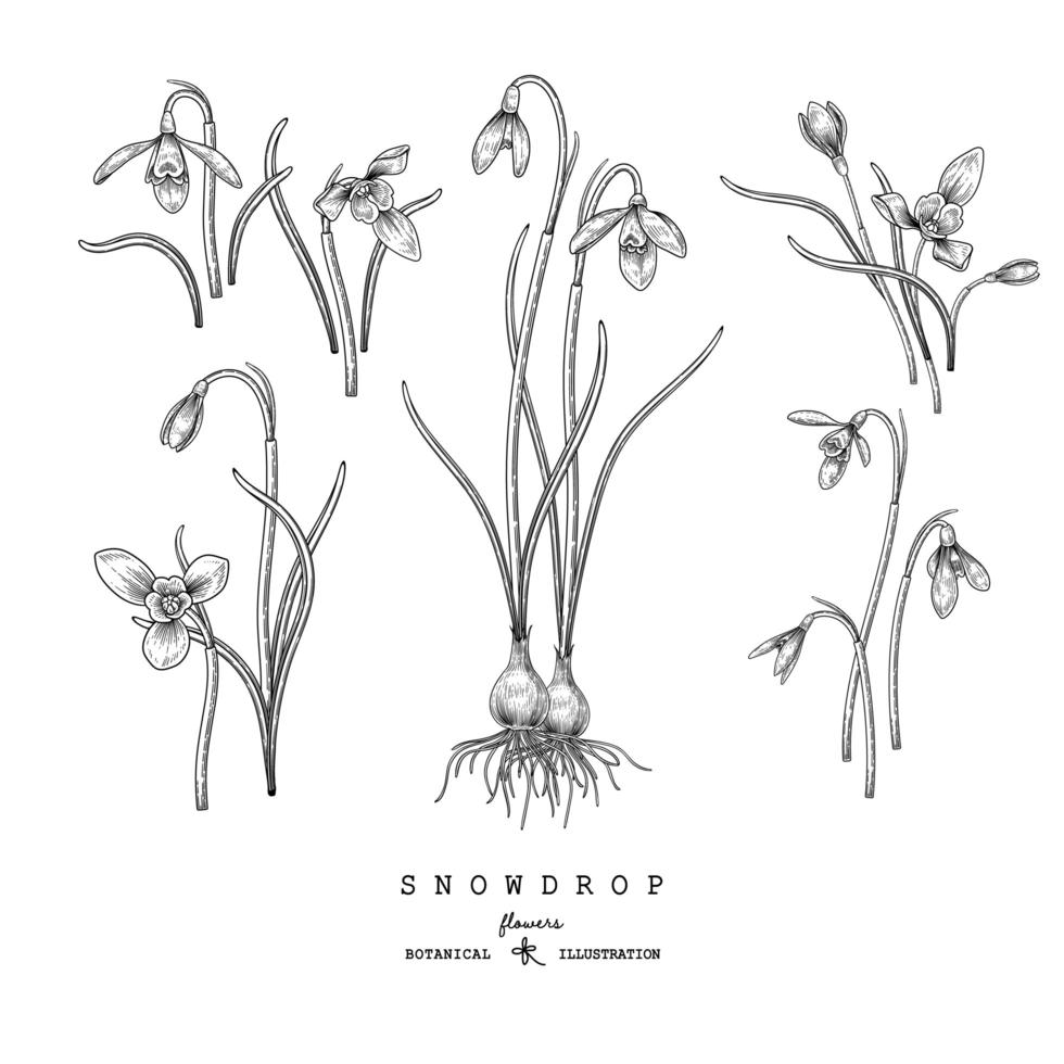 schets floral decoratieve set. sneeuwklokje bloemtekeningen. zwart en wit met lijntekeningen geïsoleerd op een witte achtergrond. hand getrokken botanische illustraties. elementen vector. vector