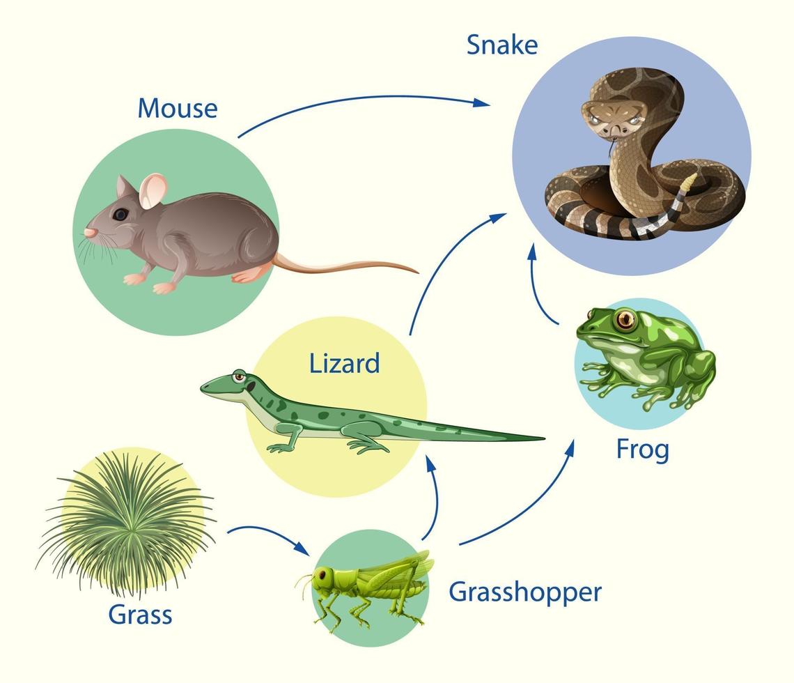 onderwijsaffiche van biologie voor diagram van voedselketens vector