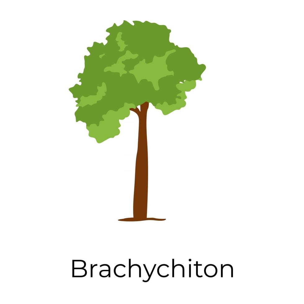 trendy brachychitonboom vector