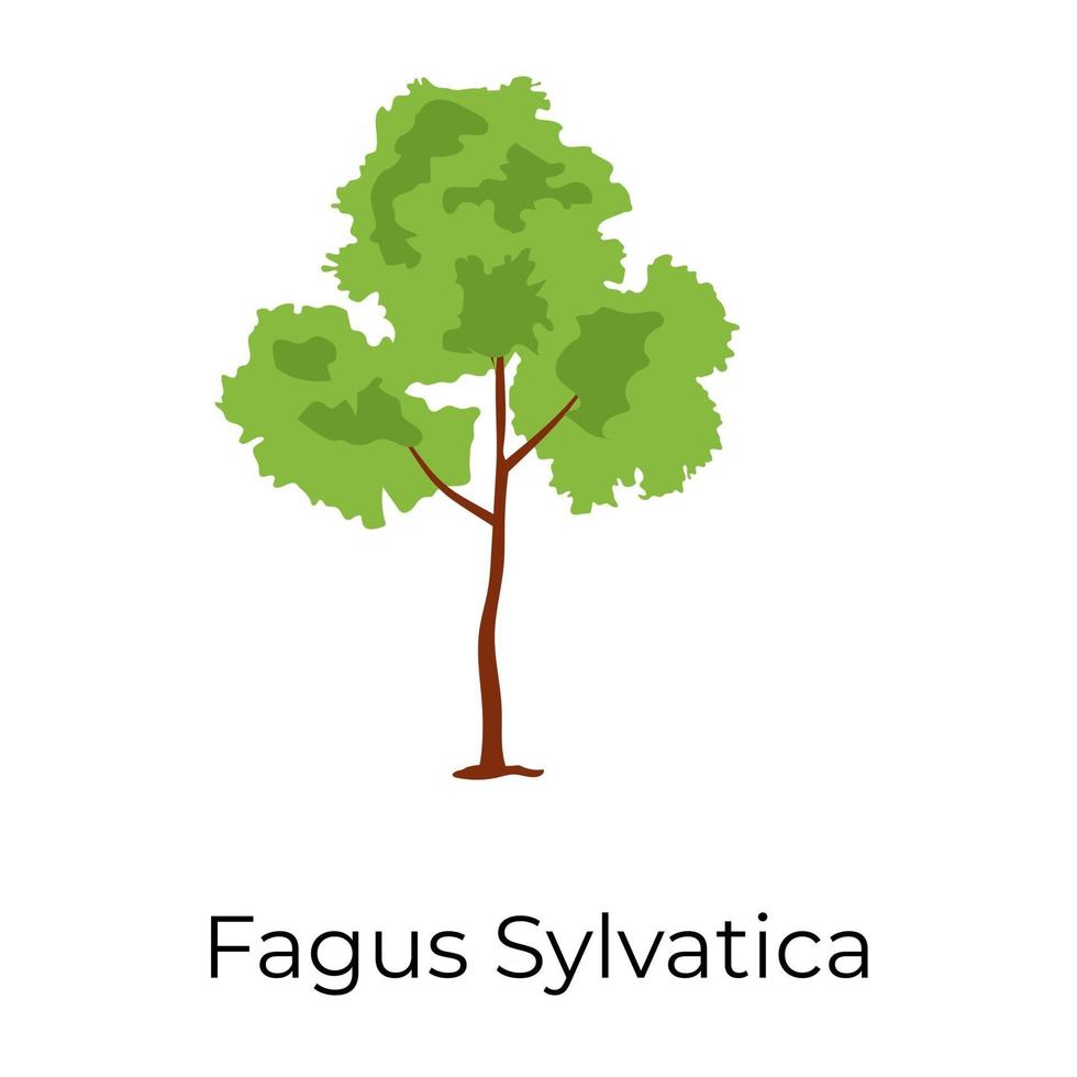 fagus sylvatica kroon vector