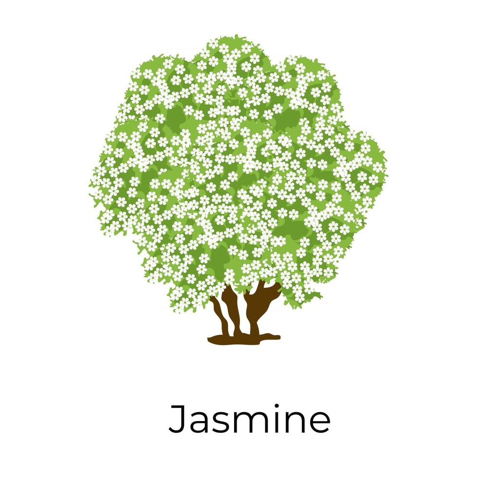 olijf jasmijnboom vector