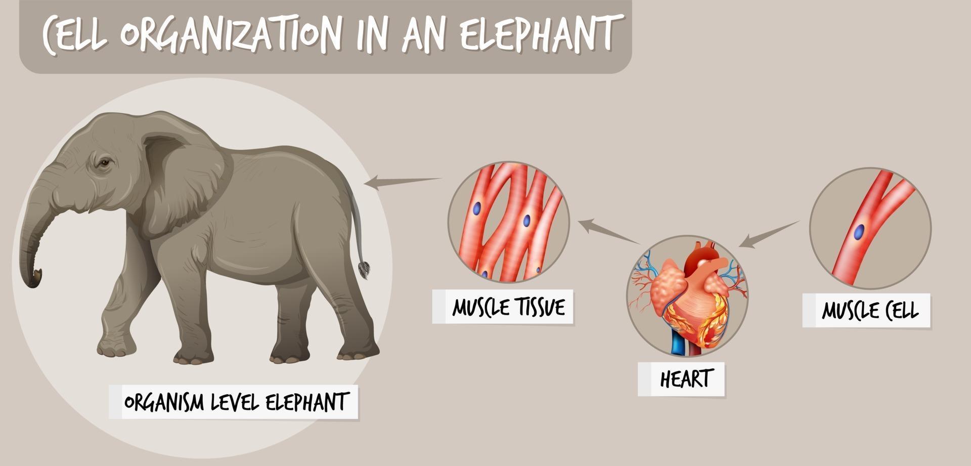 diagram dat de celorganisatie in een olifant toont vector