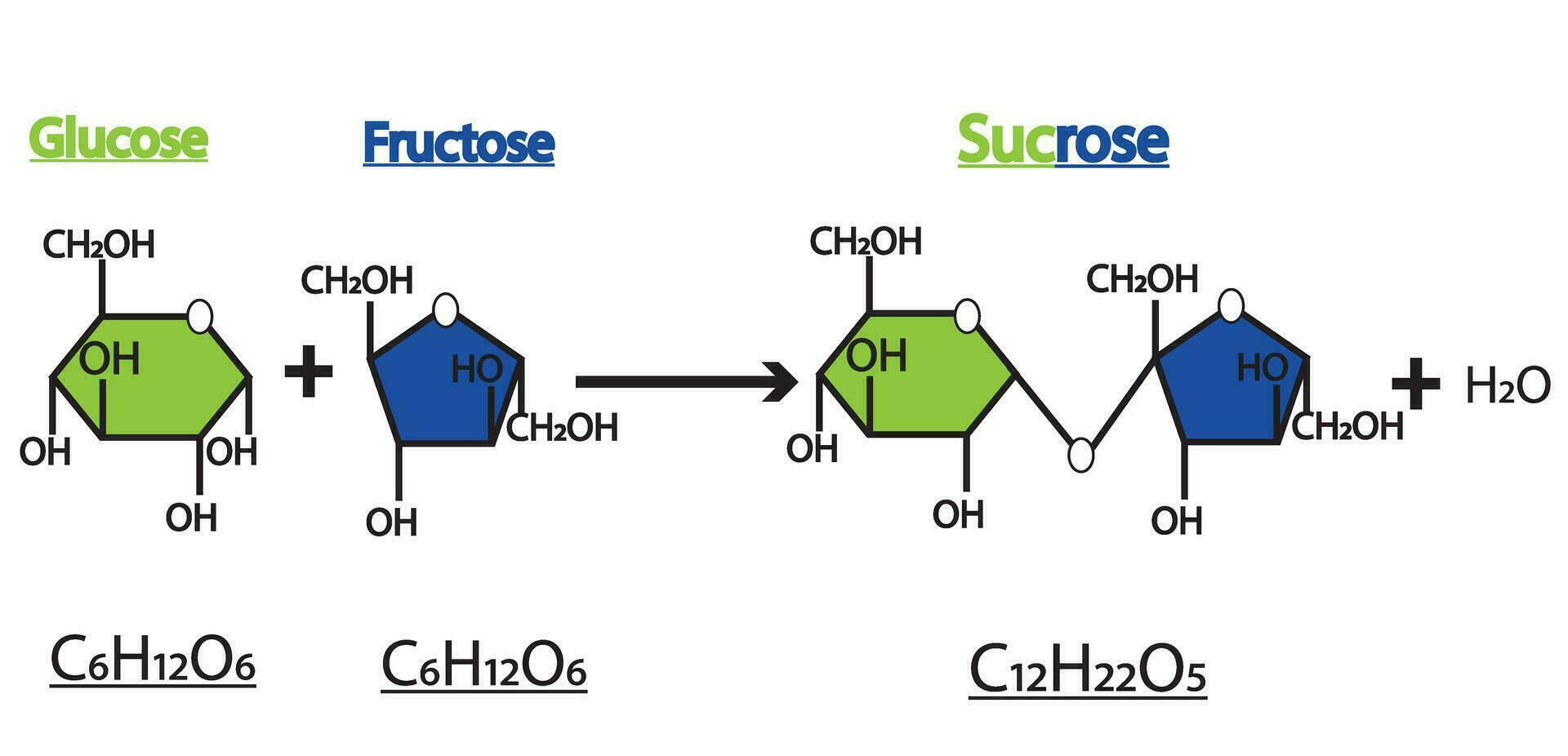 vorming van sucrose. vorming van glycoside obligaties van twee moleculen, glucose en fructose, studie inhoud voor biologie studenten. vector illustratie.