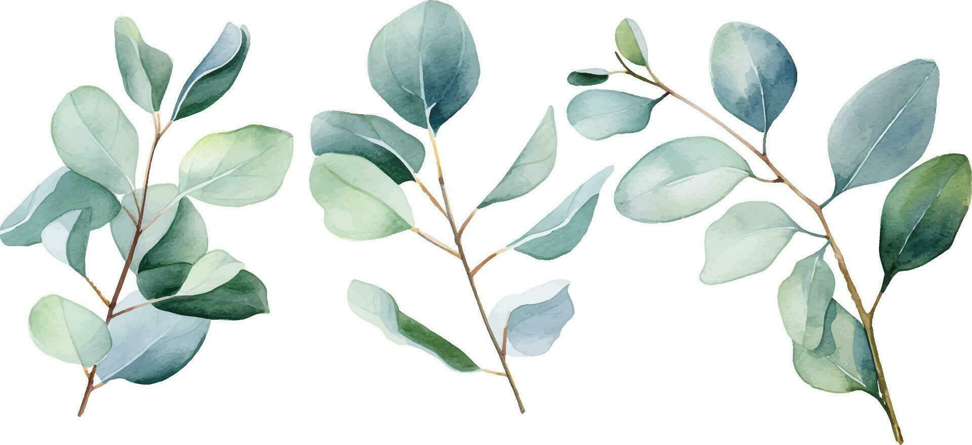 waterverf tekening, reeks van takken met eucalyptus bladeren. delicaat illustratie vector