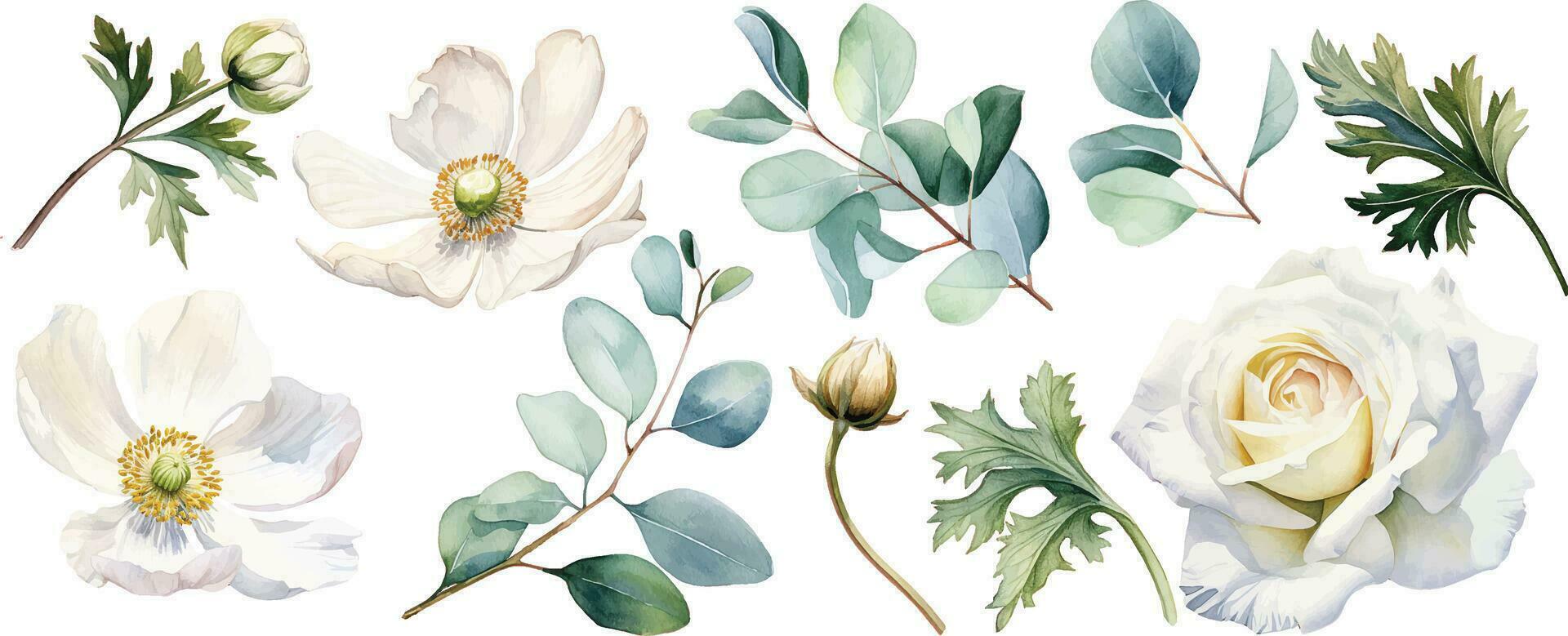 waterverf tekening, reeks van wit bloemen en groen eucalyptus bladeren. bloemen en bloemknoppen van rozen, klaprozen, anemonen vector