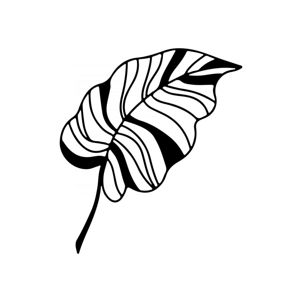 hand getekende tak van tropische plant blad geïsoleerd op een witte achtergrond. overzicht vectorillustratie. ontwerp voor patroon, logo, sjabloon, banner, posters, uitnodiging, wenskaart, vector