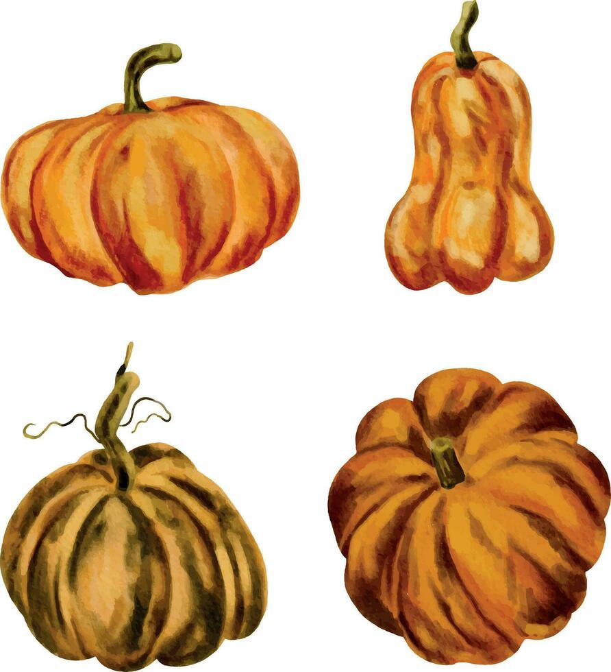 waterverf illustratie van een pompoen. herfst reeks van pompoenen Aan een geïsoleerd wit achtergrond, waterverf schilderen, hand- tekening. vector