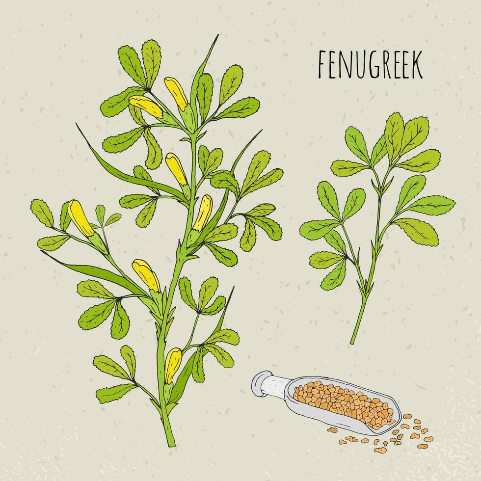 fenegriek medisch botanisch geïsoleerd illustratie. plant, bladeren, zaden hand- getrokken set. wijnoogst schetsen kleurrijk. vector