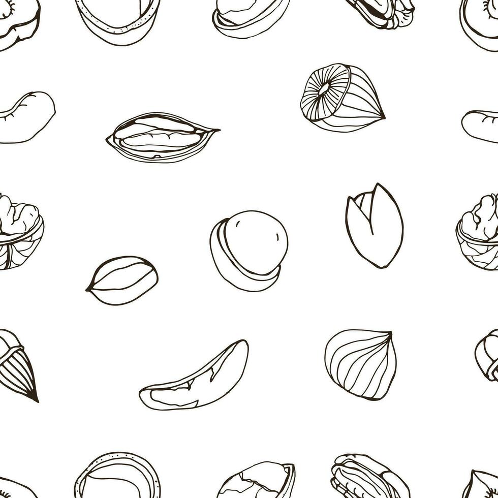noot naadloos Aan wit achtergrond. hand- getrokken contour patroon met verschillend vriendelijk, pecannoot, amandel, macadamia, pistache, okkernoot, cachou, pinda, Braziliaans. vector