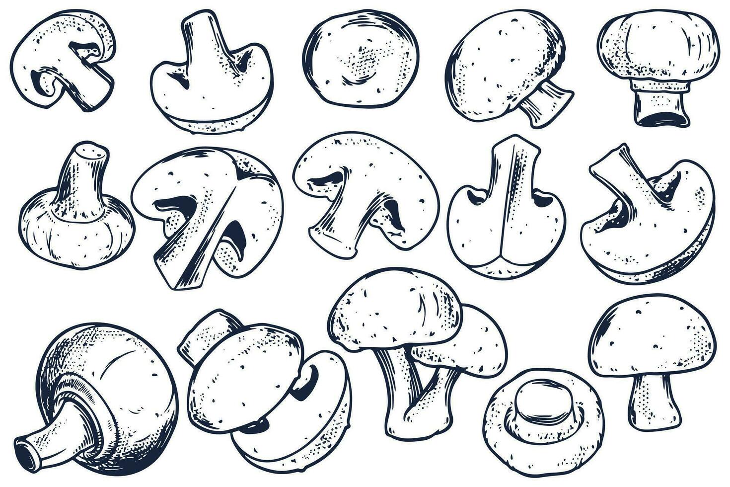 hand- getrokken reeks van champignons paddestoel geïsoleerd Aan wit achtergrond. vector