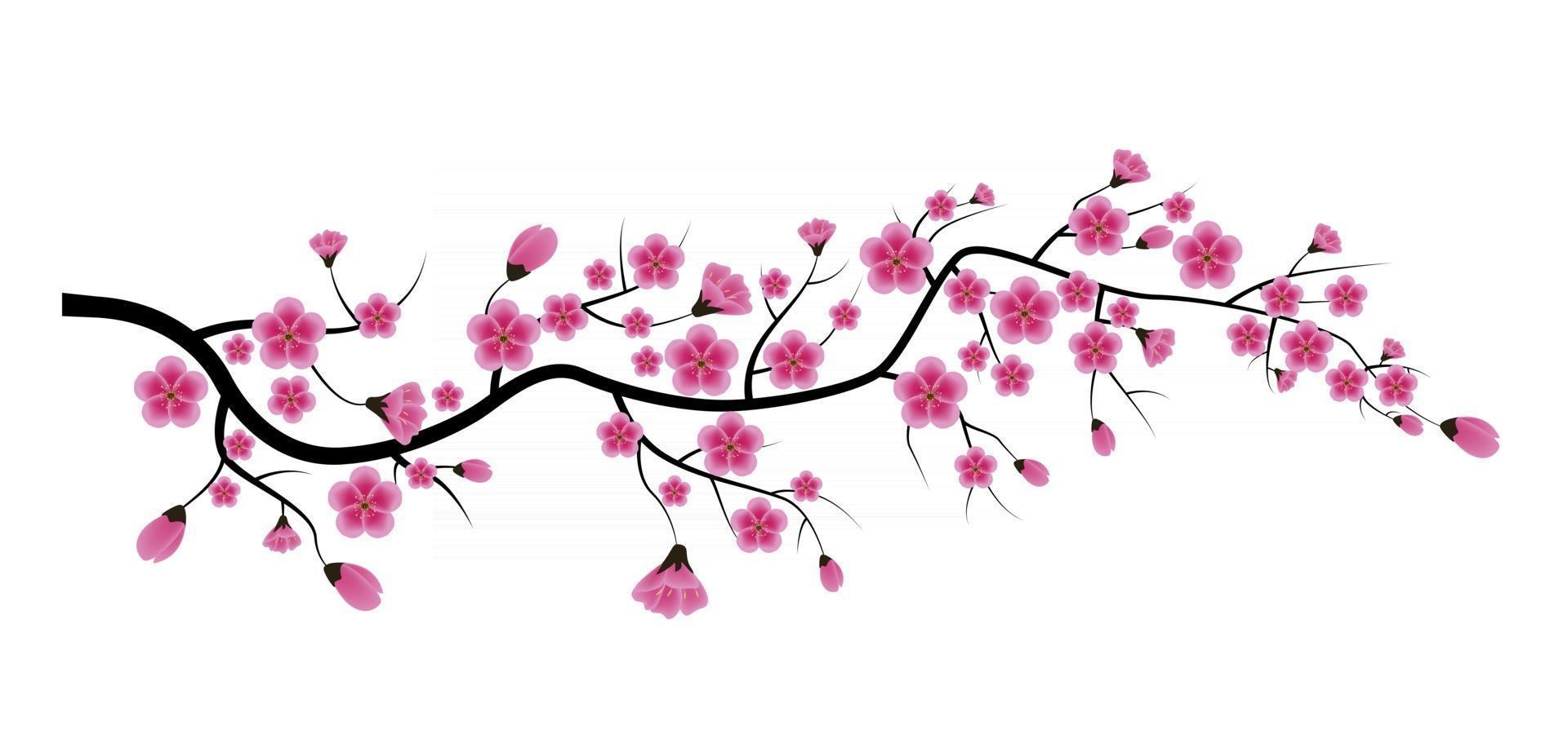 sakura bloem geïsoleerd op een witte achtergrond. vector illustratie eps10