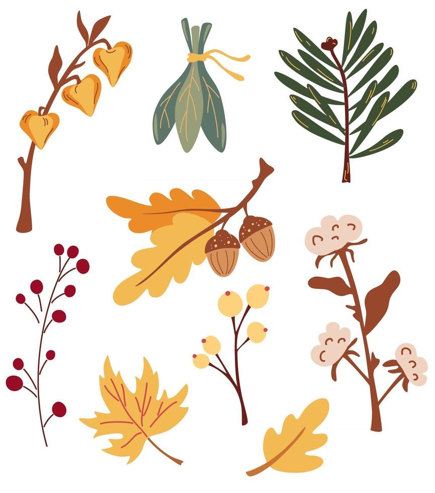 set herfstbladeren takken en bessen. physalis, katoen, eikels, esdoornblad, kastanje, dennentak, bessen. natuur bloemen collectie. perfect voor seizoensvakanties. vector cartoon illustratie