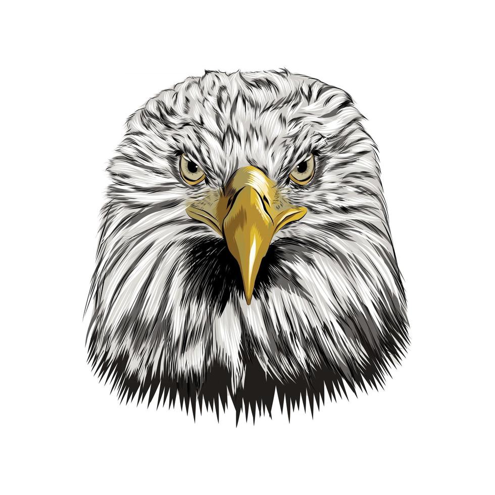 bald eagle hoofd portret van een scheutje aquarel, gekleurde tekening, realistisch. vectorillustratie van verf vector