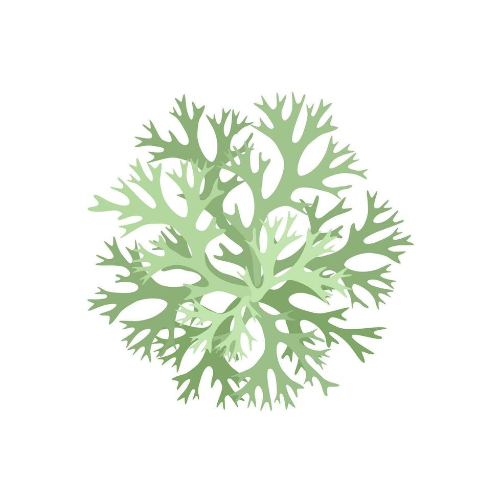 vector illustratie, evernia prunastri, bekend net zo eikenmos geïsoleerd Aan wit achtergrond.