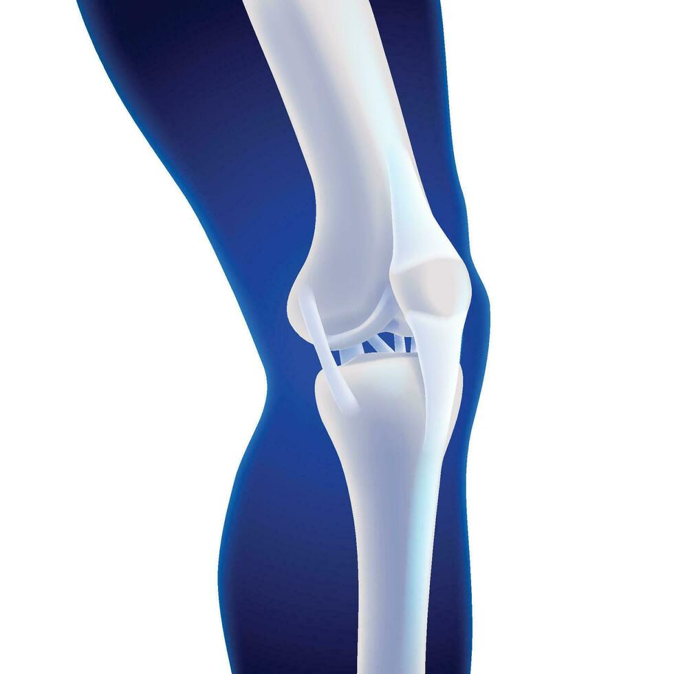 3d illustratie van de binnenste knie bot tonen de ligamenten gehecht naar de bot. vector