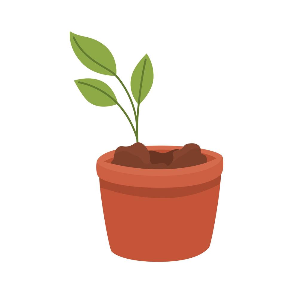 spruit in pot vector