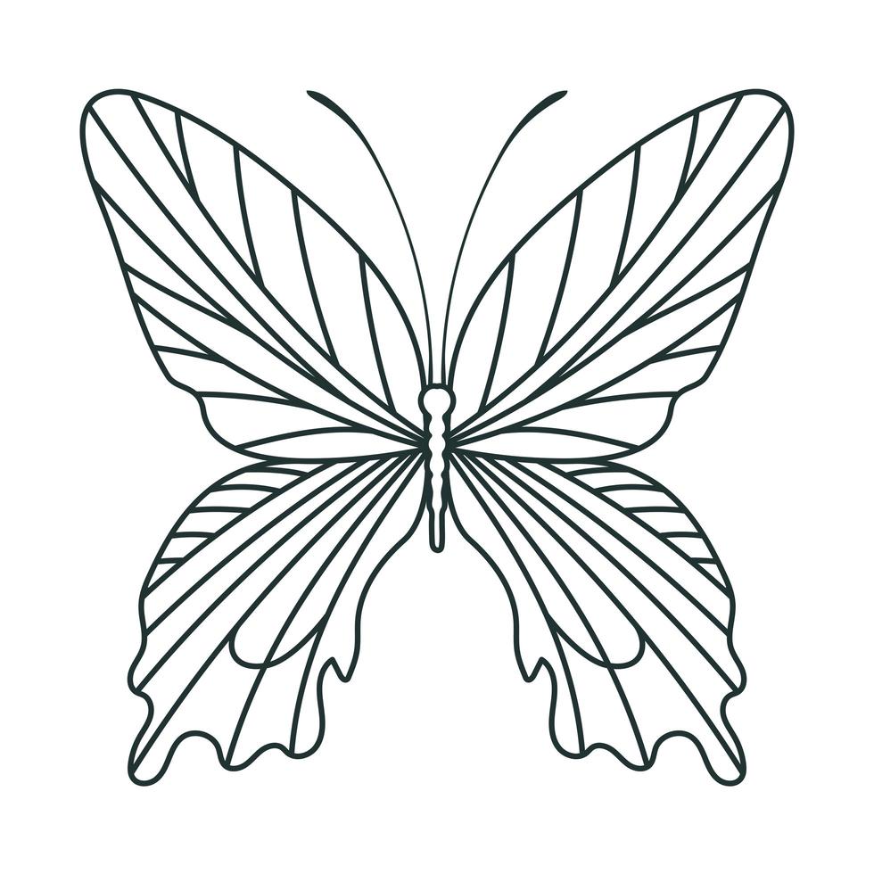 mooie vlinder icoon vector