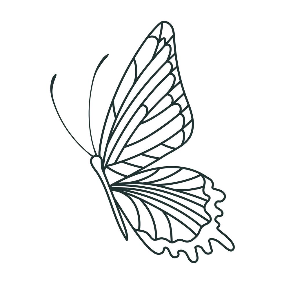 mooi vlinderontwerp vector