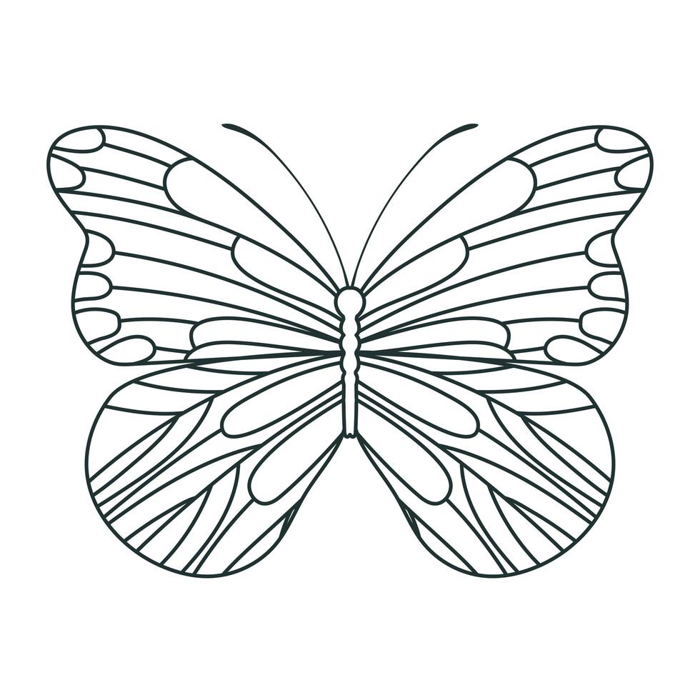 prachtige vlinderillustratie vector