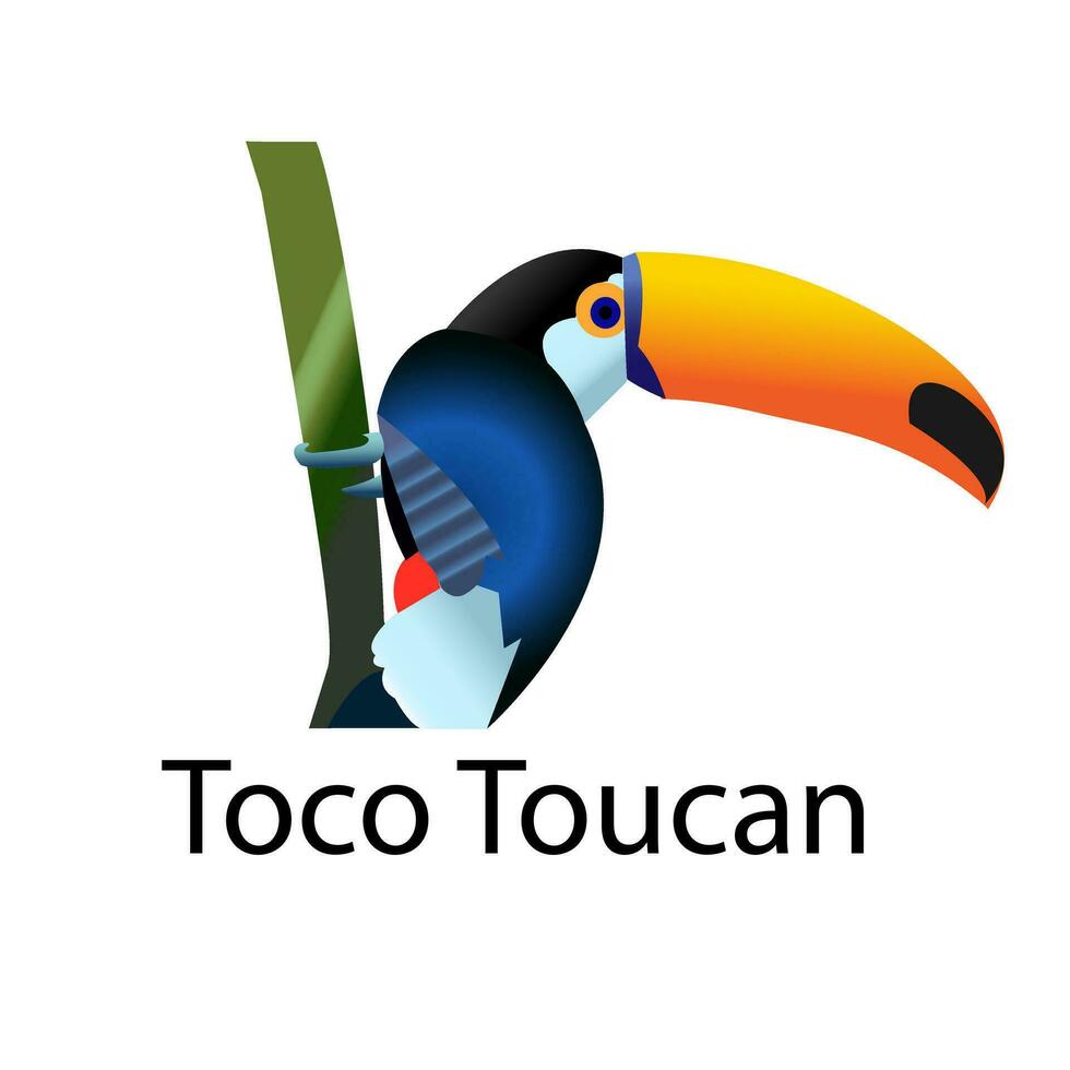 toco toekan vogel vector illustratie.