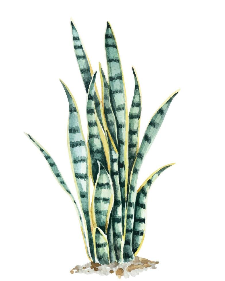 tropisch planten draak tong met aquarel.blad van slang fabriek voor zuivert de lucht.hand getrokken illustratie kamerplant - sappig sansevieria.botanisch sier- boom. vector