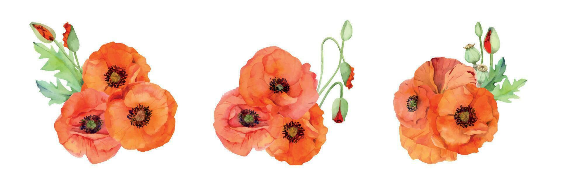 waterverf boeket samenstelling, elementen met hand- getrokken zomer helder rood papaver bloemen. geïsoleerd Aan wit achtergrond. ontwerp voor uitnodigingen, bruiloft, liefde of groet kaarten, papier, afdrukken, textiel vector