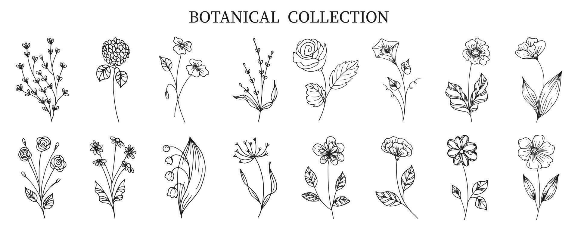 botanisch verzameling van hand- getrokken bloemen en planten in tekening stijl. schetsen, lijn kunst. pictogrammen, Sjablonen, decor elementen, vector