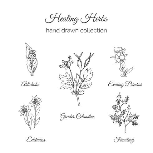 Holistische geneeskunde. Healing Herbs Illustration. vector