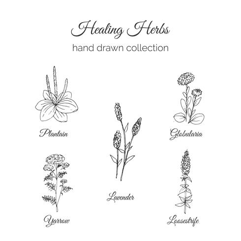 Hand getekend Holistic Healing Herbs vector