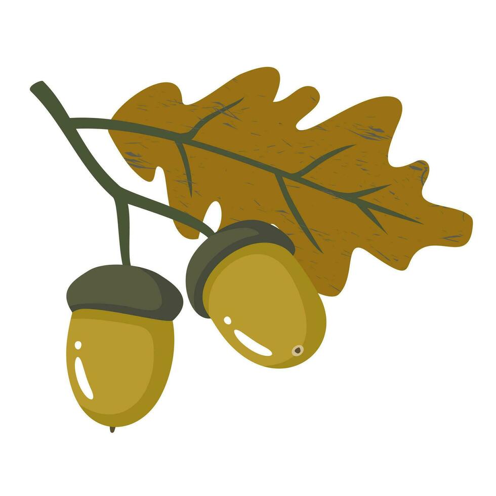 eikels Aan een Afdeling met herfst eik bladeren. geïllustreerd vector clip art.