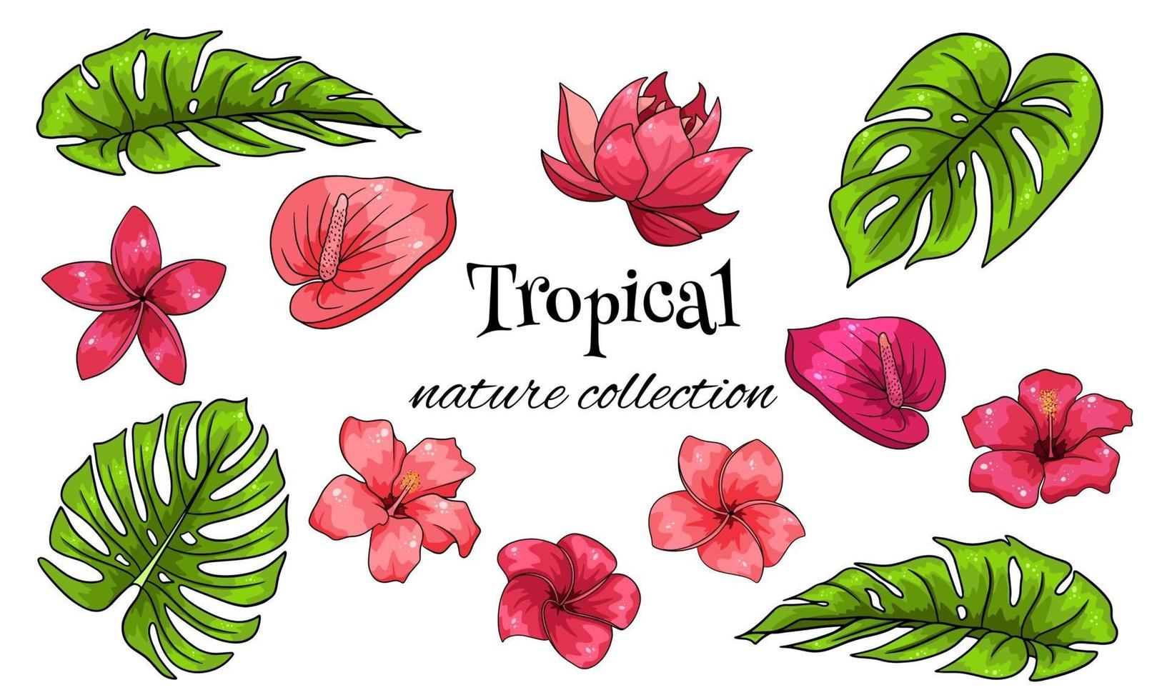 tropische collectie met exotische bloemen en gesneden bladeren in cartoon-stijl vector