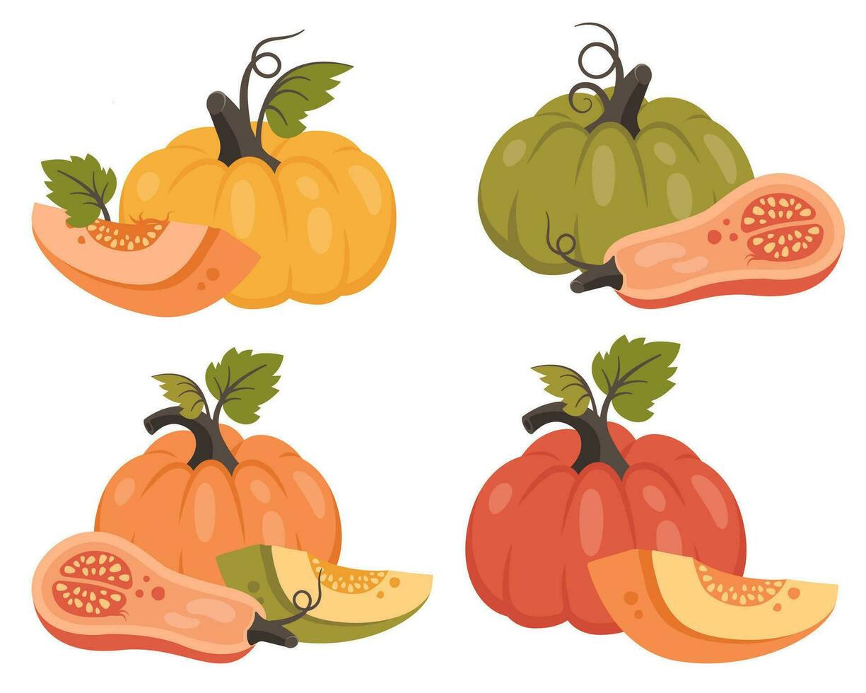 reeks pompoen geïsoleerd. verzameling van geheel pompoen en voor de helft met bladeren, korrel. rijp oogst groente. vector illustratie voor herfst ontwerp, mooi zo voeding, agrarisch oogst, dankzegging