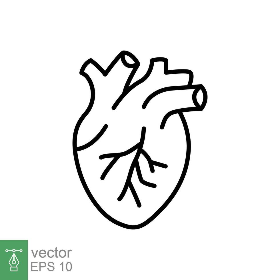 menselijk hart icoon. gemakkelijk schets stijl. intern orgaan, echt, cardiologie, hart- anatomie, medisch concept. dun lijn symbool. vector illustratie geïsoleerd Aan wit achtergrond. eps 10.